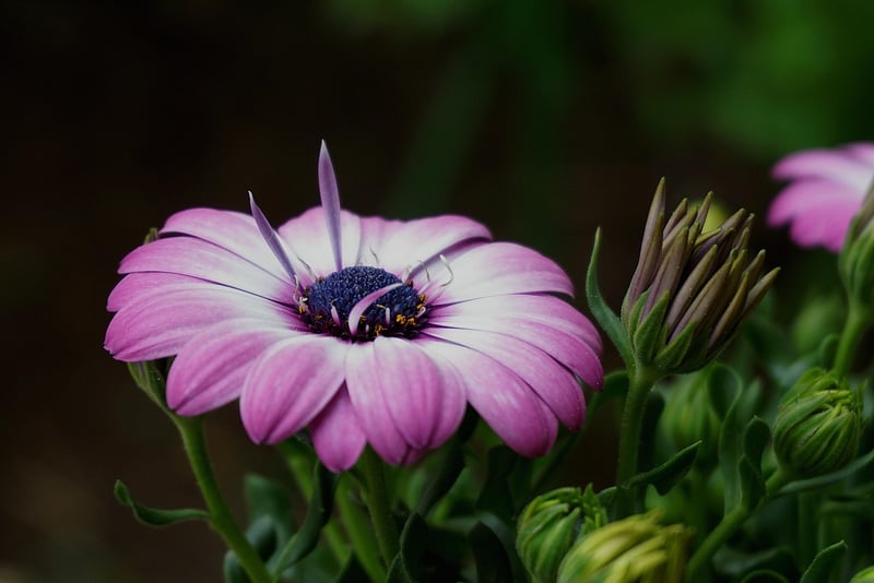 Fabled Botanicals