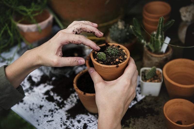 Imaginary Planting